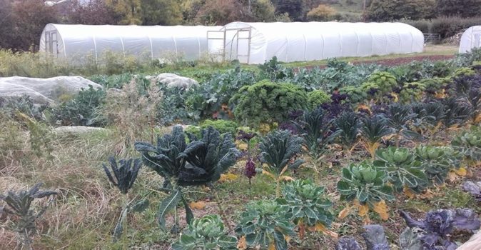 Edcombe Farm Harvest Share Scheme