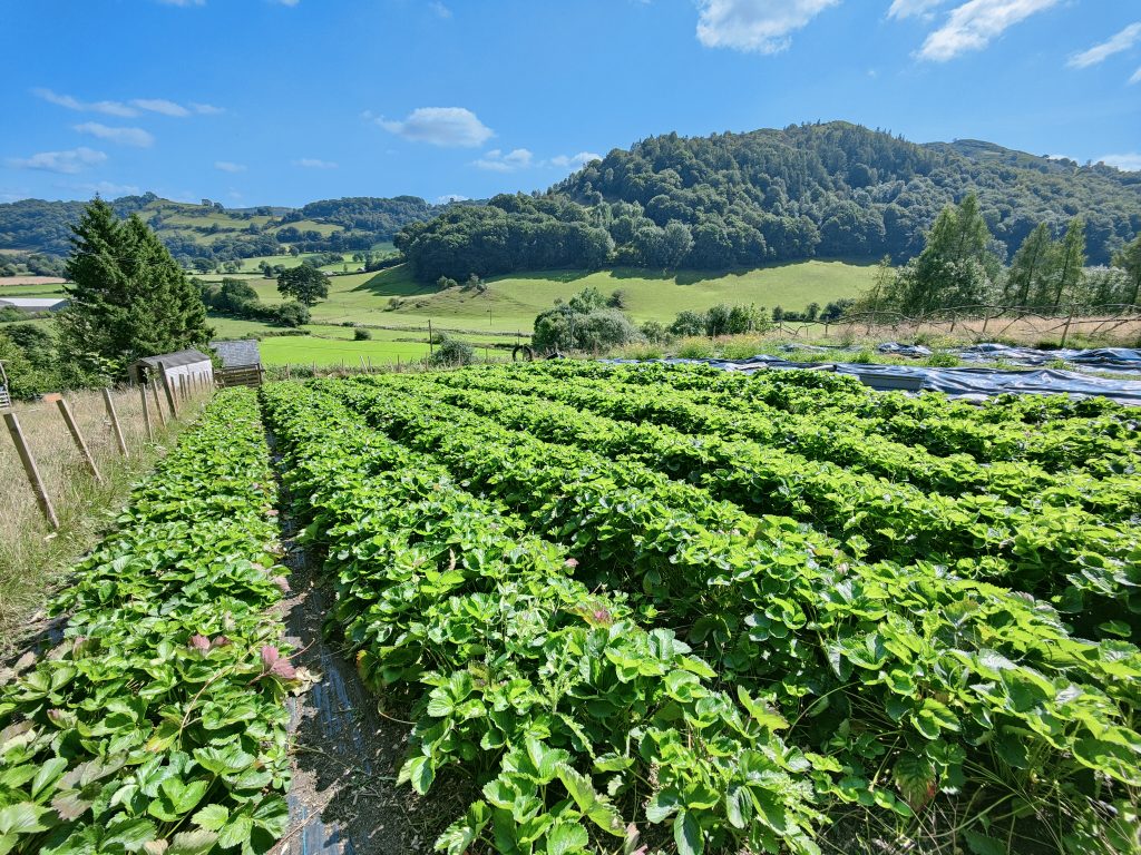 Pili-pala Farm