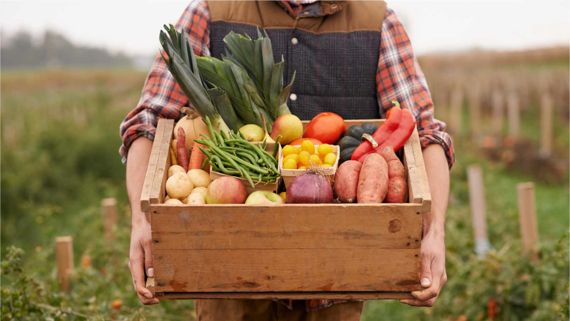 Image - CSA Network UK - Finding your mission - Veg box