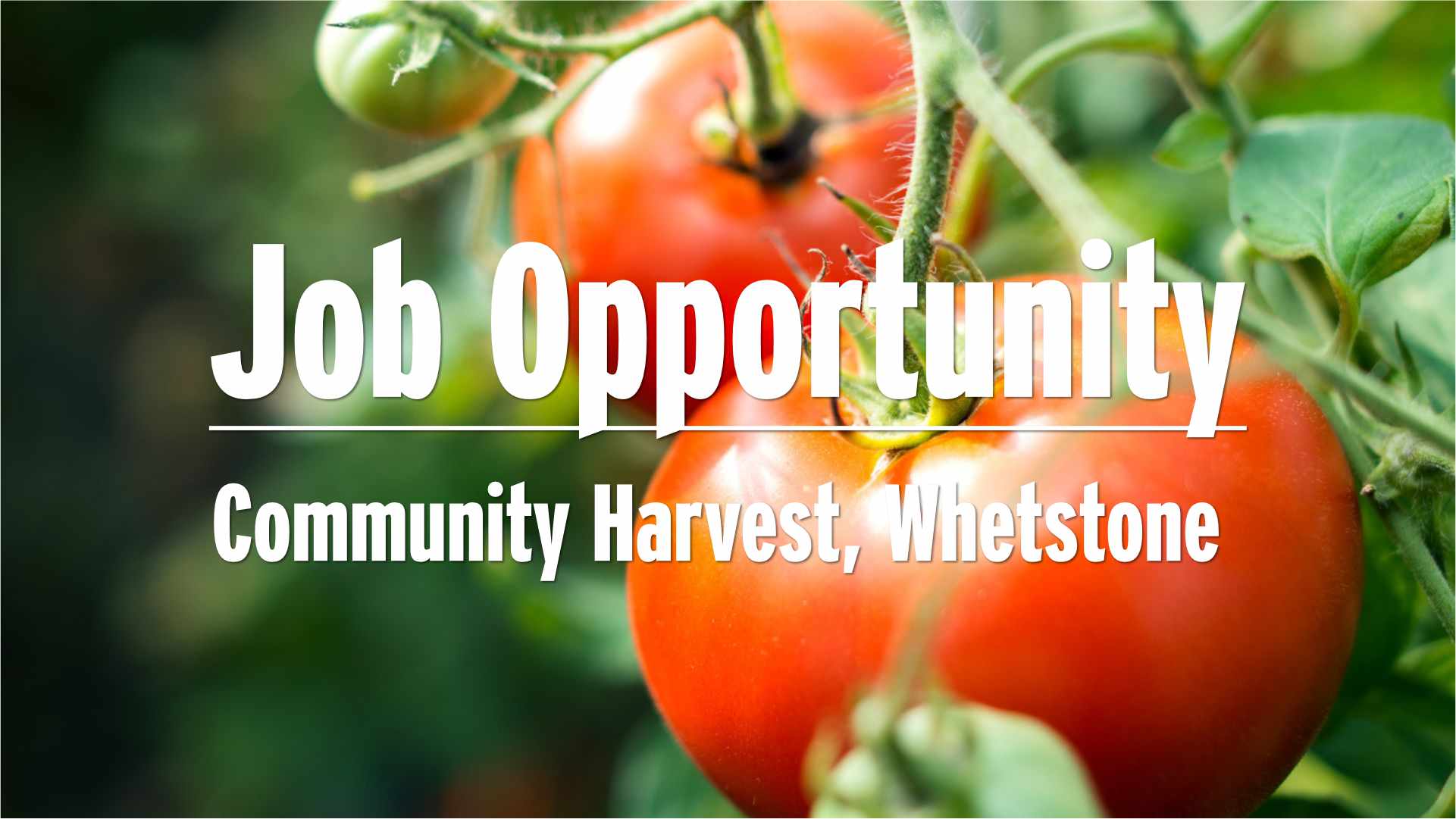 Job - Community Harvest Whetstone