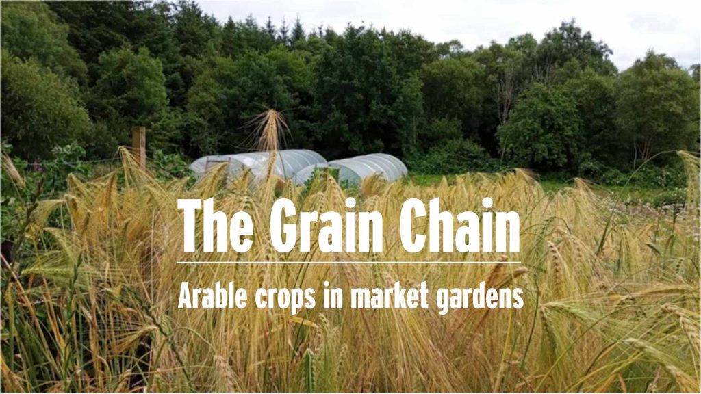 Grain Chain Image