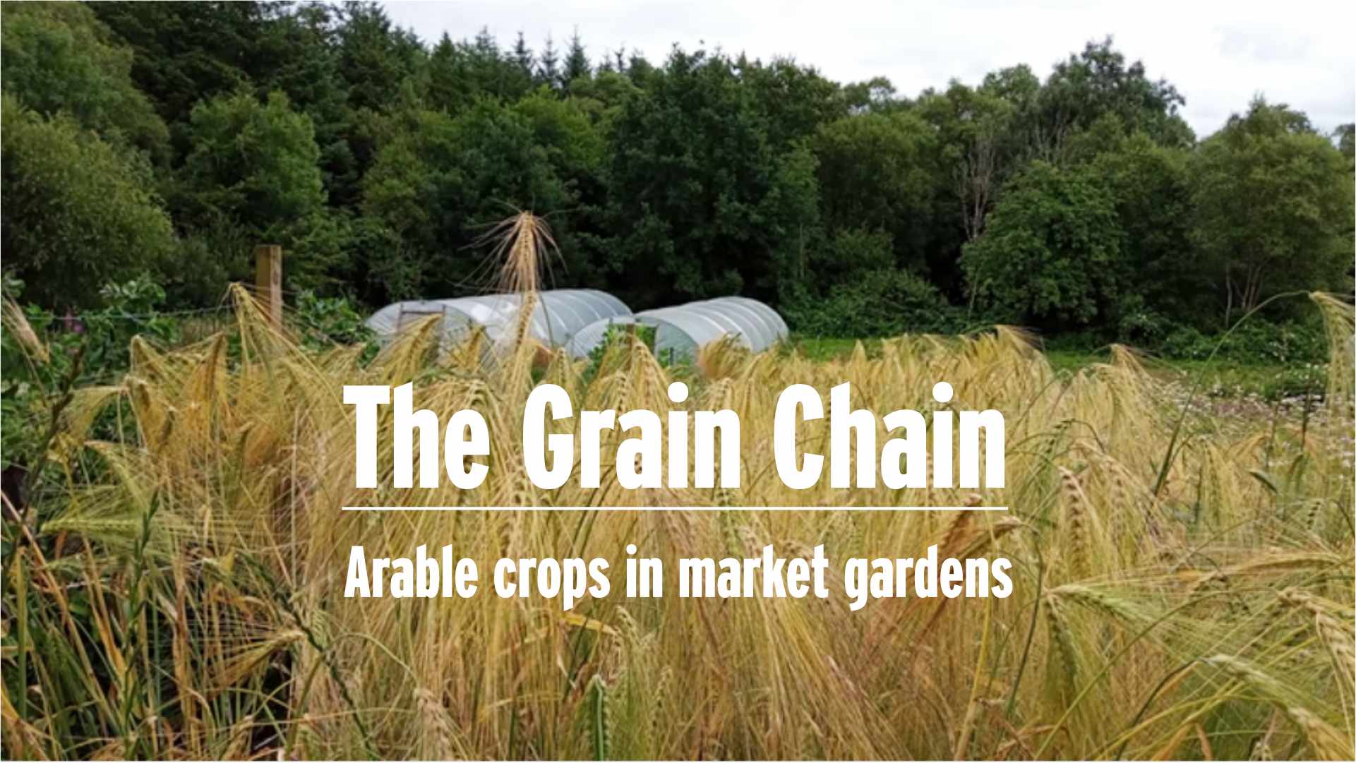 The Grain Chain: Arable crops in market gardens – Online webinar: Wed, 31 August 2022 – 19:00 – 20:30 BST