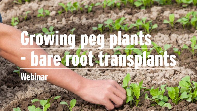 Growing Pegplants - image