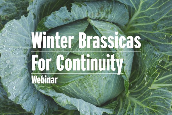 Winter Brassicas Continuity - Image
