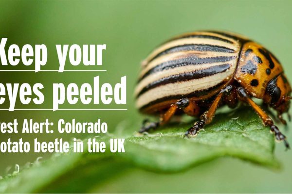 Colorado Beetle Warning - Image