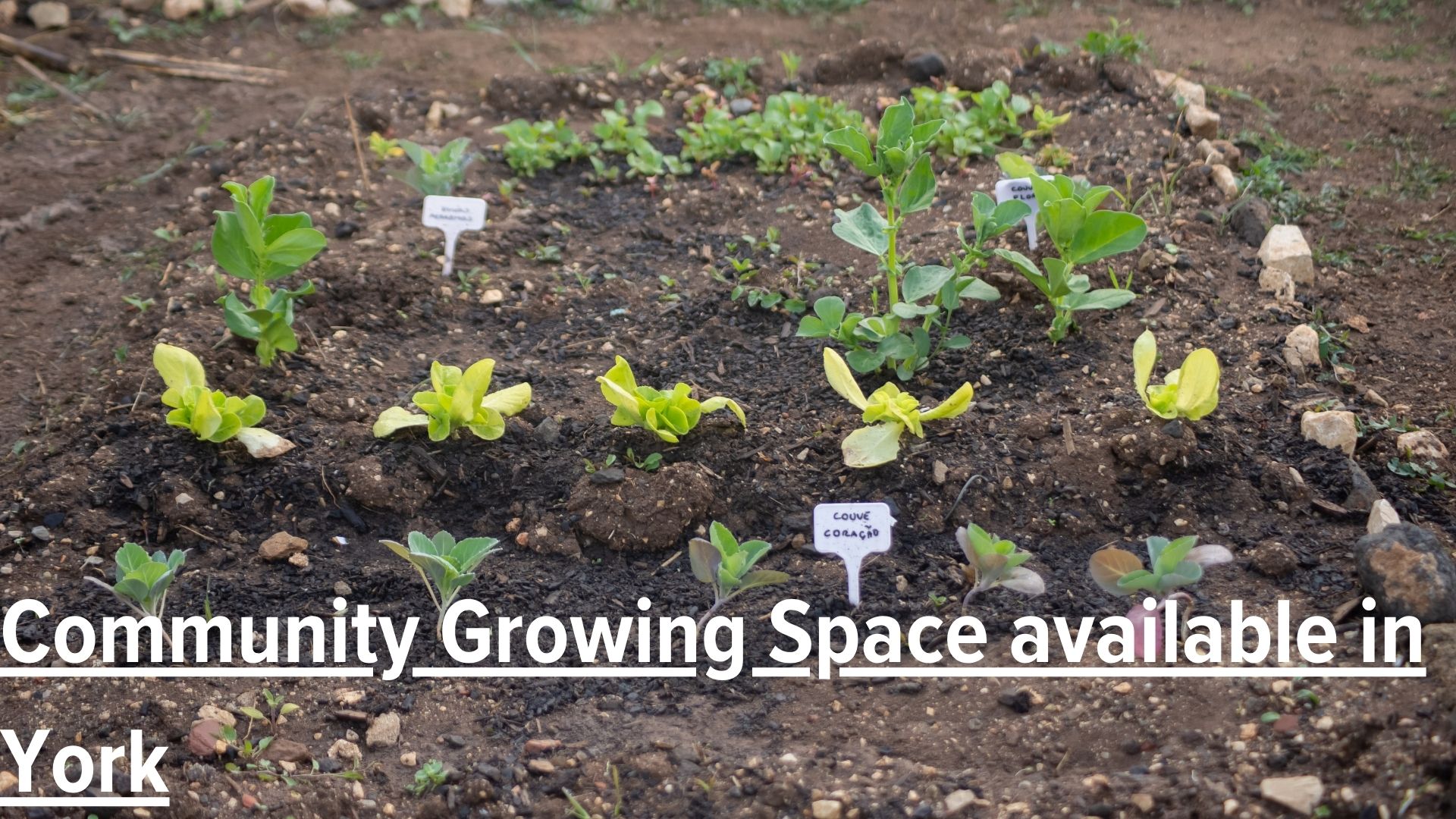 Community growing space available in York – apply soon