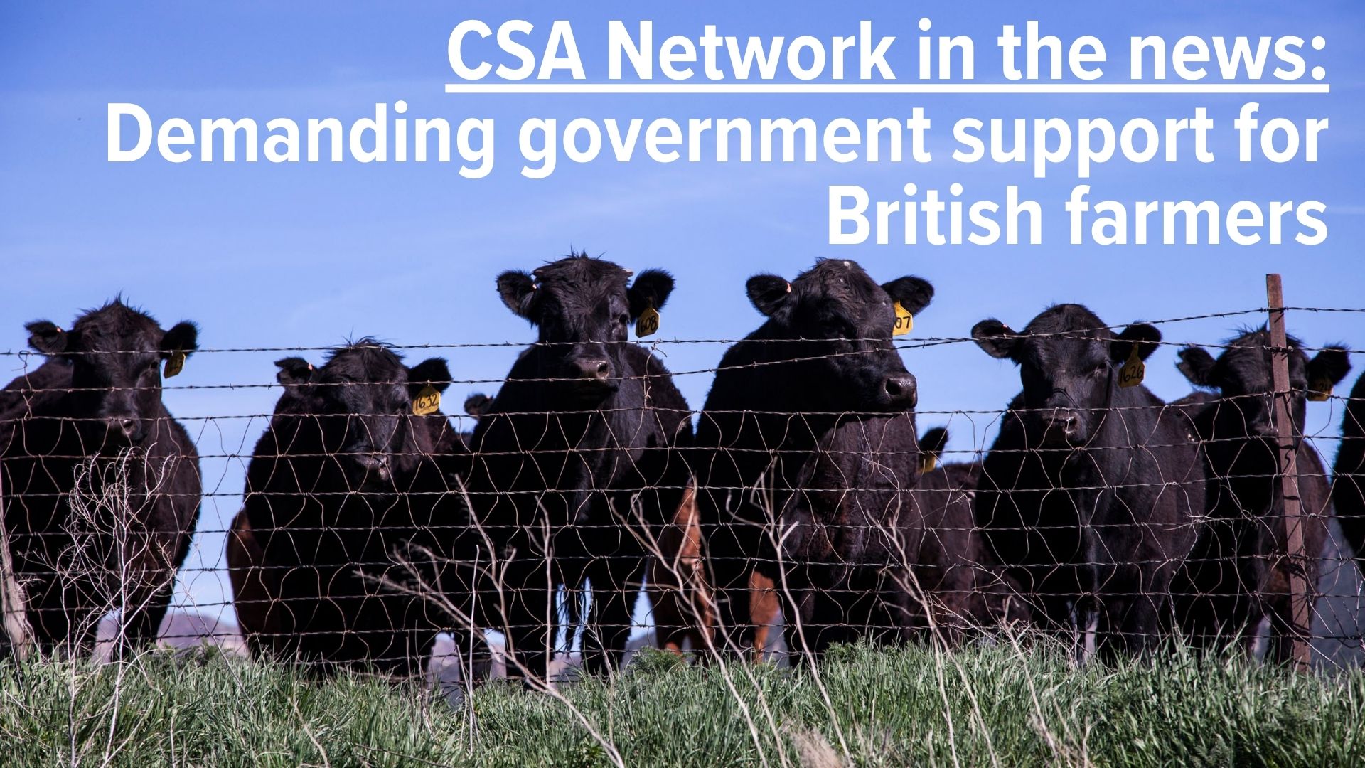 CSA in the Big Issue – support British farmers