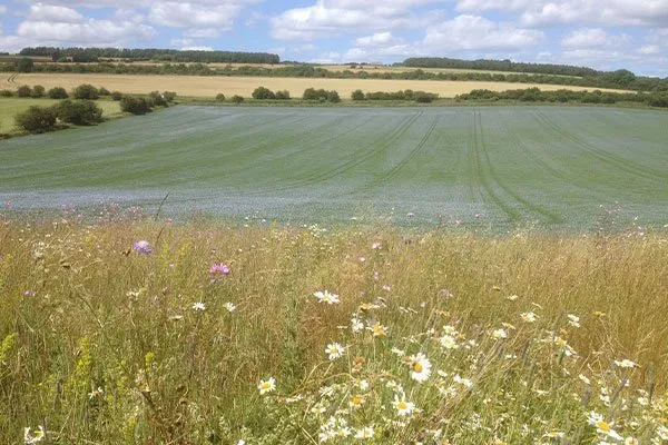 Three Turnips Market Garden is seeking a head grower